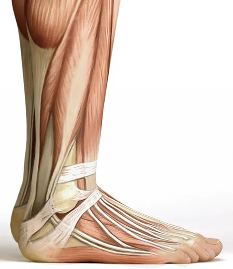 24 CE FL LMT Hybrid Renewal Package LIVE IN-PERSON 12 CE Hour Active Assisted LOWER Body Stretching (AAS) & Advanced Medical Foot Massage   12 CE Self-paced Home Study